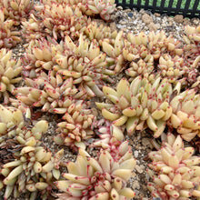 画像をギャラリービューアに読み込む, アイクソウル錦綴化
