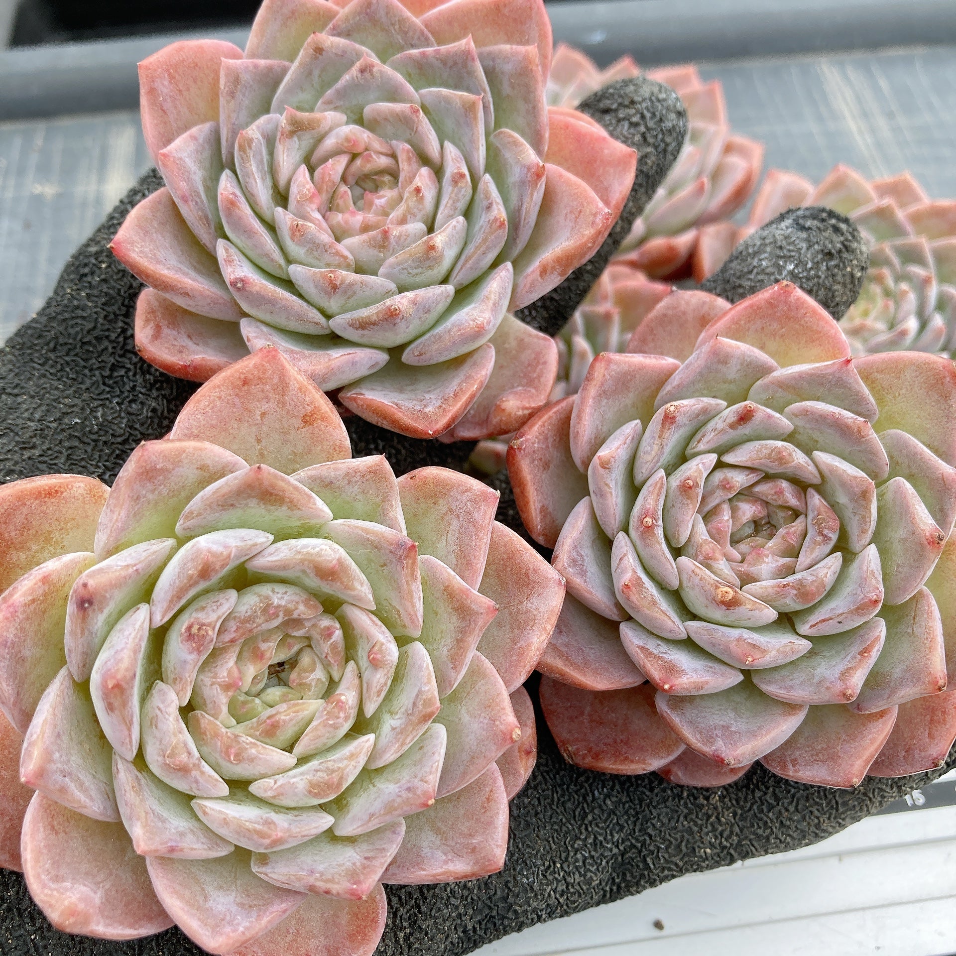 多肉植物 コレクション*4 多肉植物4センチポット 25個セット | watanabe flowergarden