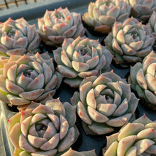 画像をギャラリービューアに読み込む, ポセイドン
