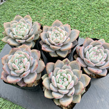 画像をギャラリービューアに読み込む, チョーク
