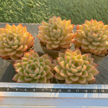 画像をギャラリービューアに読み込む, スパークル
