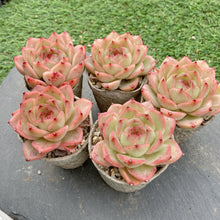 画像をギャラリービューアに読み込む, アニー
