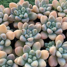 画像をギャラリービューアに読み込む, キャンディ
