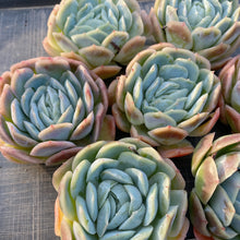 画像をギャラリービューアに読み込む, ポトシナ
