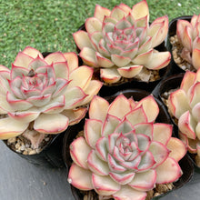 画像をギャラリービューアに読み込む, レッドウォーブラー
