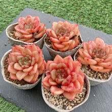 画像をギャラリービューアに読み込む, スノーバード
