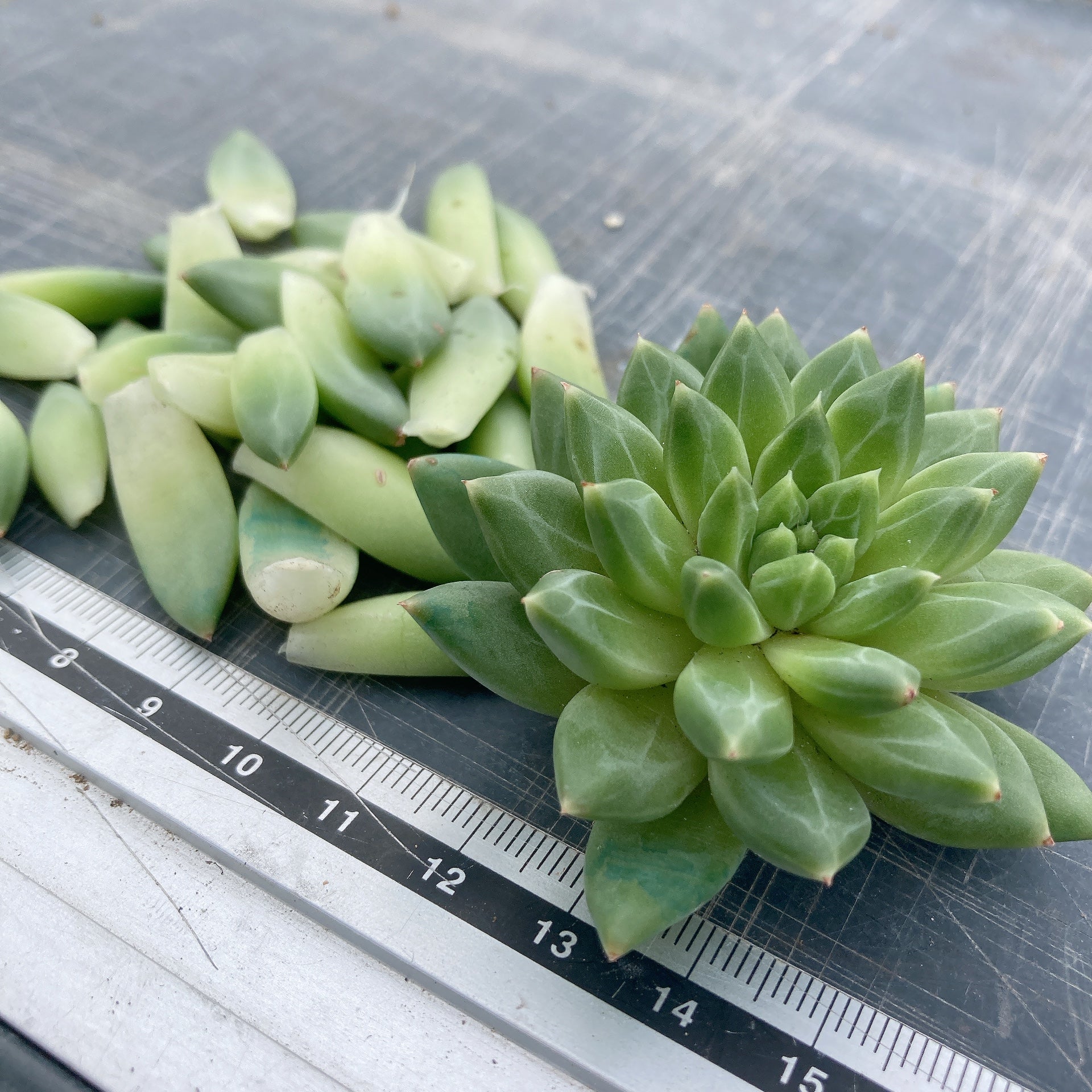 ミロッキー様 全12苗 ポットごと梱包⑱乙女蛍❣️ざらめ❣️あかずきん❣️ Hoshi☆Taniku