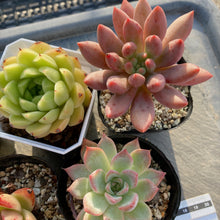 画像をギャラリービューアに読み込む, おまかせ苗5種セット.2
