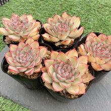 画像をギャラリービューアに読み込む, レッドウォーブラー
