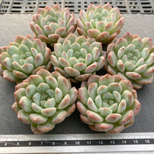 画像をギャラリービューアに読み込む, ペアスノー
