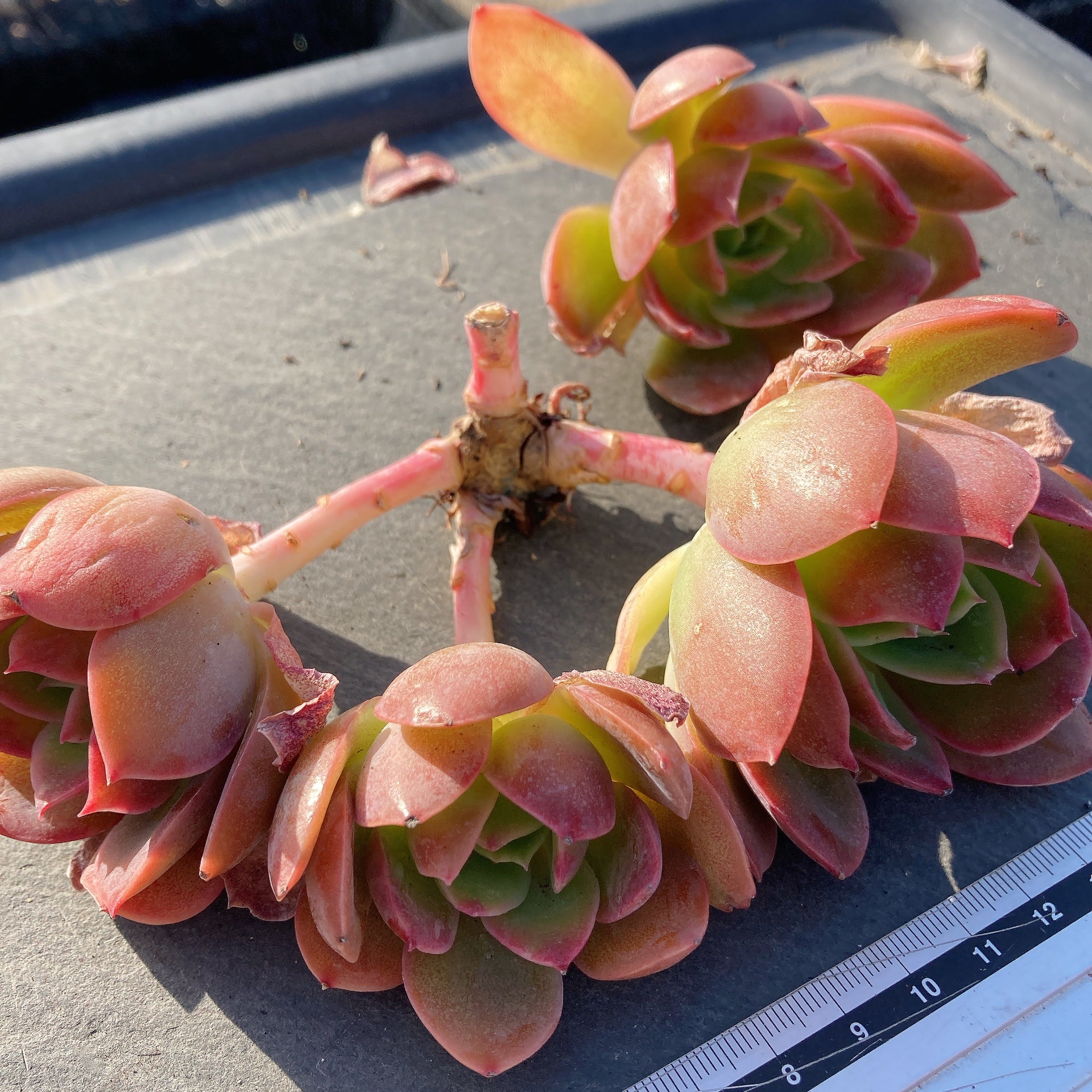 商品 – Hoshi☆Taniku