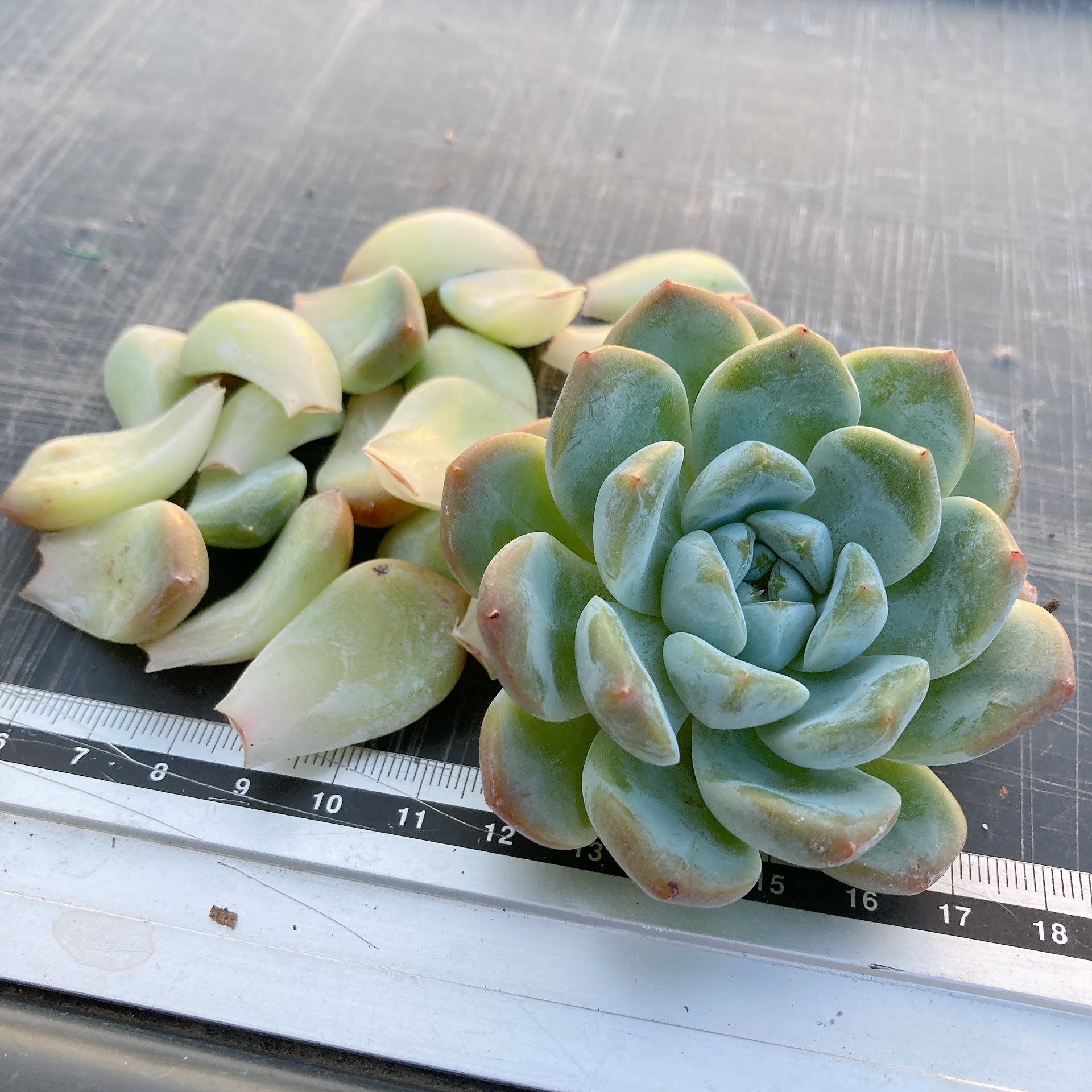 ♥️04 札落ち エケベリアSP／多肉植物 flower-net_z220427101