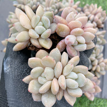 画像をギャラリービューアに読み込む, イエローオレンジ
