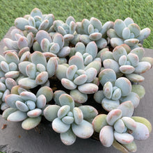 画像をギャラリービューアに読み込む, 雪美人10苗セット
