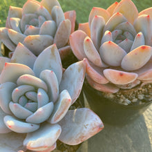 画像をギャラリービューアに読み込む, チーズフォーム
