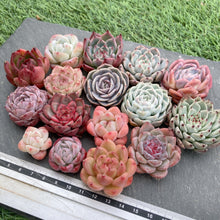 画像をギャラリービューアに読み込む, クリスマスセット16種苗(小さめ).6
