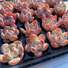 画像をギャラリービューアに読み込む, オレンジモンロー
