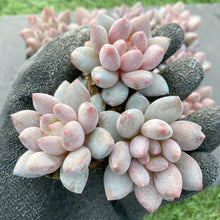 画像をギャラリービューアに読み込む, キャンディ美人
