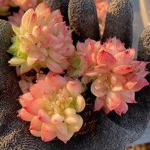 画像をギャラリービューアに読み込む, レッドスワン
