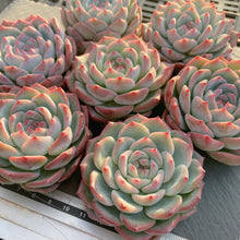 画像をギャラリービューアに読み込む, ウォータードリーム
