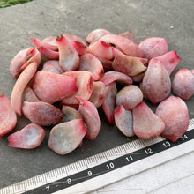 画像をギャラリービューアに読み込む, モンロー10枚
