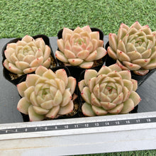 画像をギャラリービューアに読み込む, マルガン
