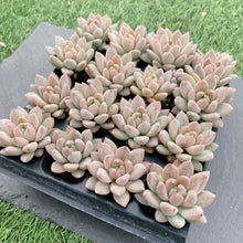 画像をギャラリービューアに読み込む, イリュージョン
