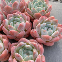 画像をギャラリービューアに読み込む, キャンディメモリー
