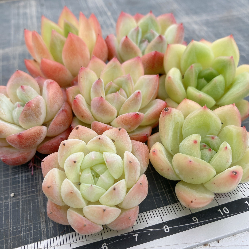 寄せ植え7苗セット.4