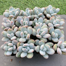 画像をギャラリービューアに読み込む, 雪美人10苗セット
