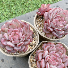 画像をギャラリービューアに読み込む, ルビン
