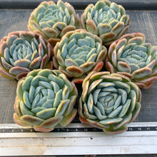 画像をギャラリービューアに読み込む, ポトシナ
