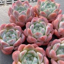 画像をギャラリービューアに読み込む, キャンディメモリー
