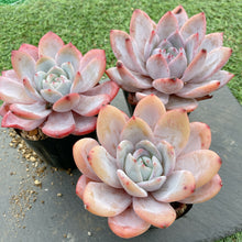 画像をギャラリービューアに読み込む, ミルクキャップ
