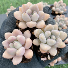 画像をギャラリービューアに読み込む, アラン
