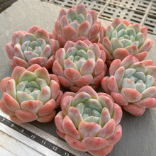 画像をギャラリービューアに読み込む, キャンディメモリー
