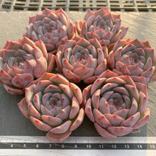 画像をギャラリービューアに読み込む, キャロライン
