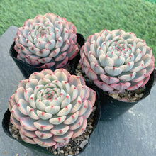 画像をギャラリービューアに読み込む, ホワイトミニマ錦
