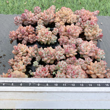 画像をギャラリービューアに読み込む, キャラメルスピリット
