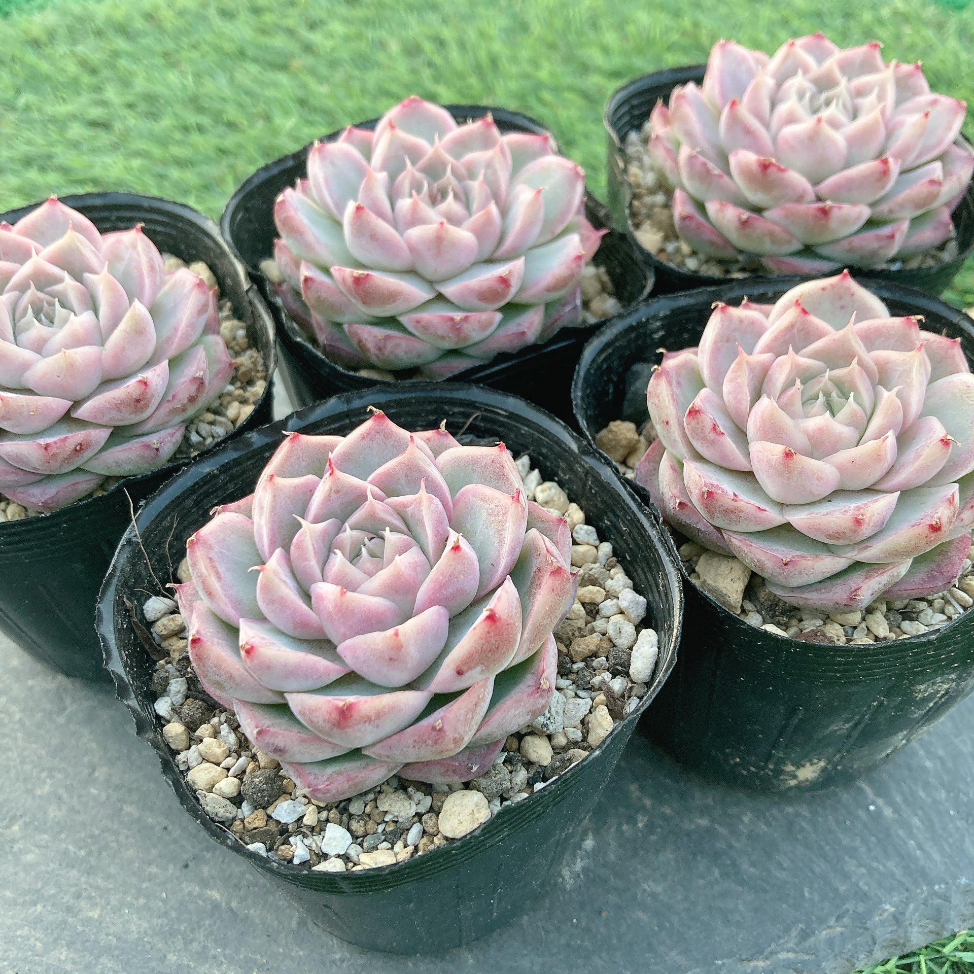 TANIKU様 Hoshi☆Taniku