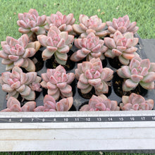 画像をギャラリービューアに読み込む, スタースノー
