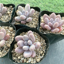 画像をギャラリービューアに読み込む, カンナ
