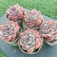 画像をギャラリービューアに読み込む, ダイヤモンドジェニー
