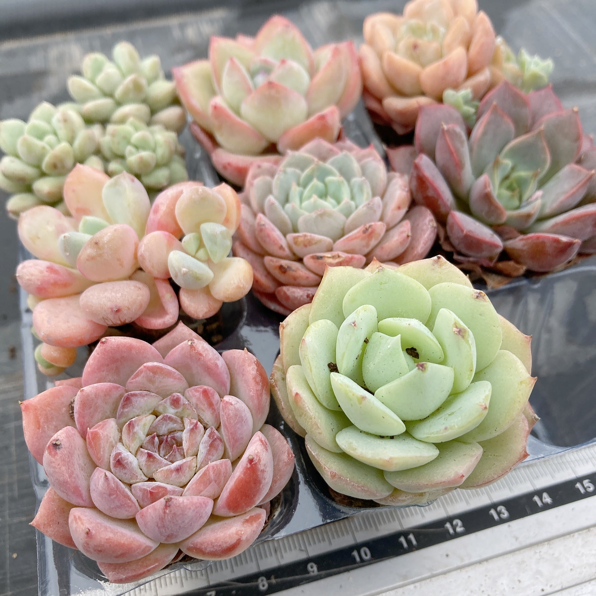 loscenteコーナー　　ダウニー錦　ツルギダ錦他　多肉植物 53d189e6ccb3a2c0d23d7da5688481