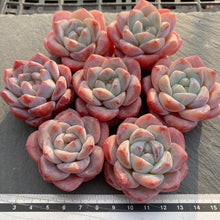 画像をギャラリービューアに読み込む, ピンクアレックス×アイスグリーン
