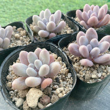 画像をギャラリービューアに読み込む, カンナ
