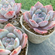 画像をギャラリービューアに読み込む, スノーピーチ
