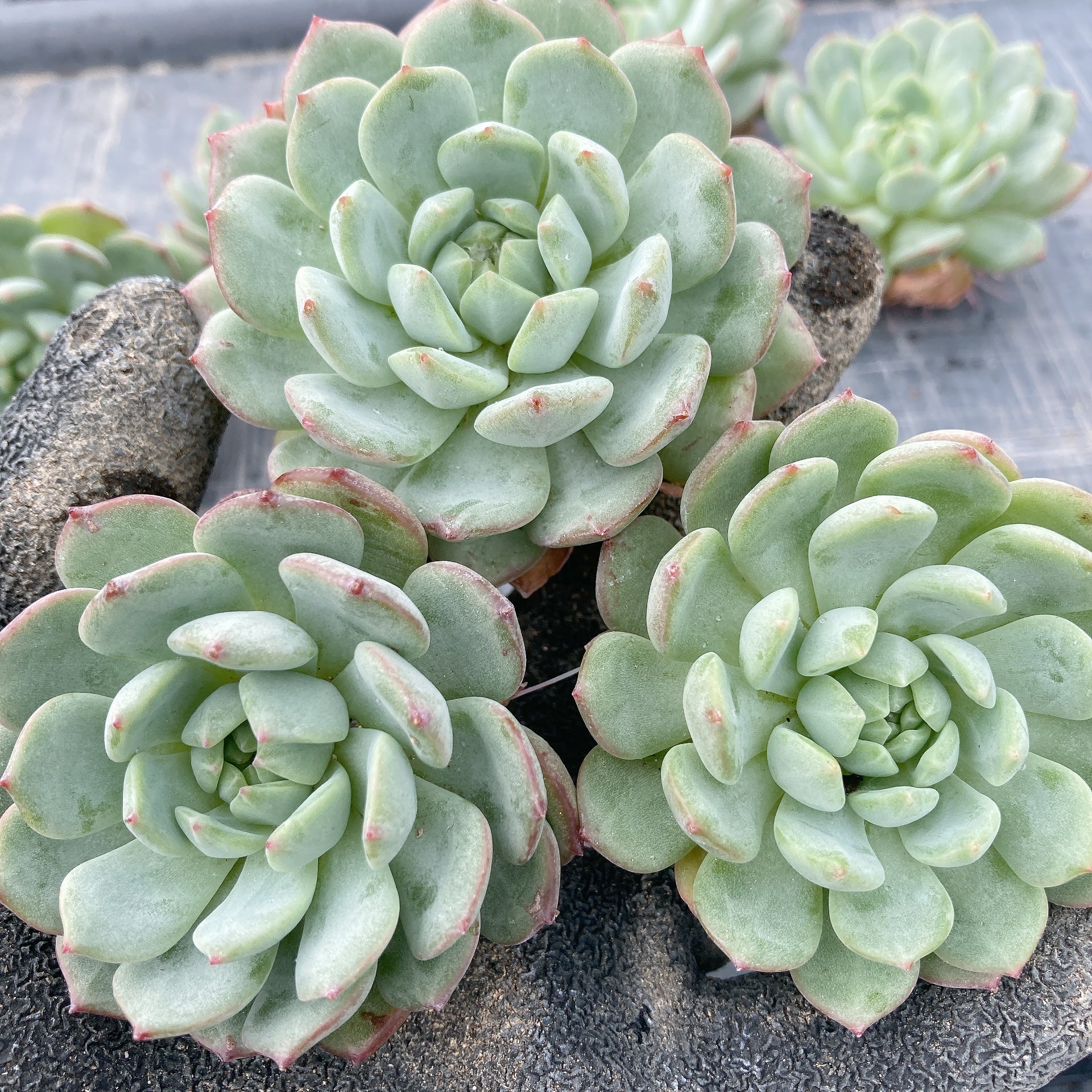 その他多肉植物 Cranky Cranky様専用