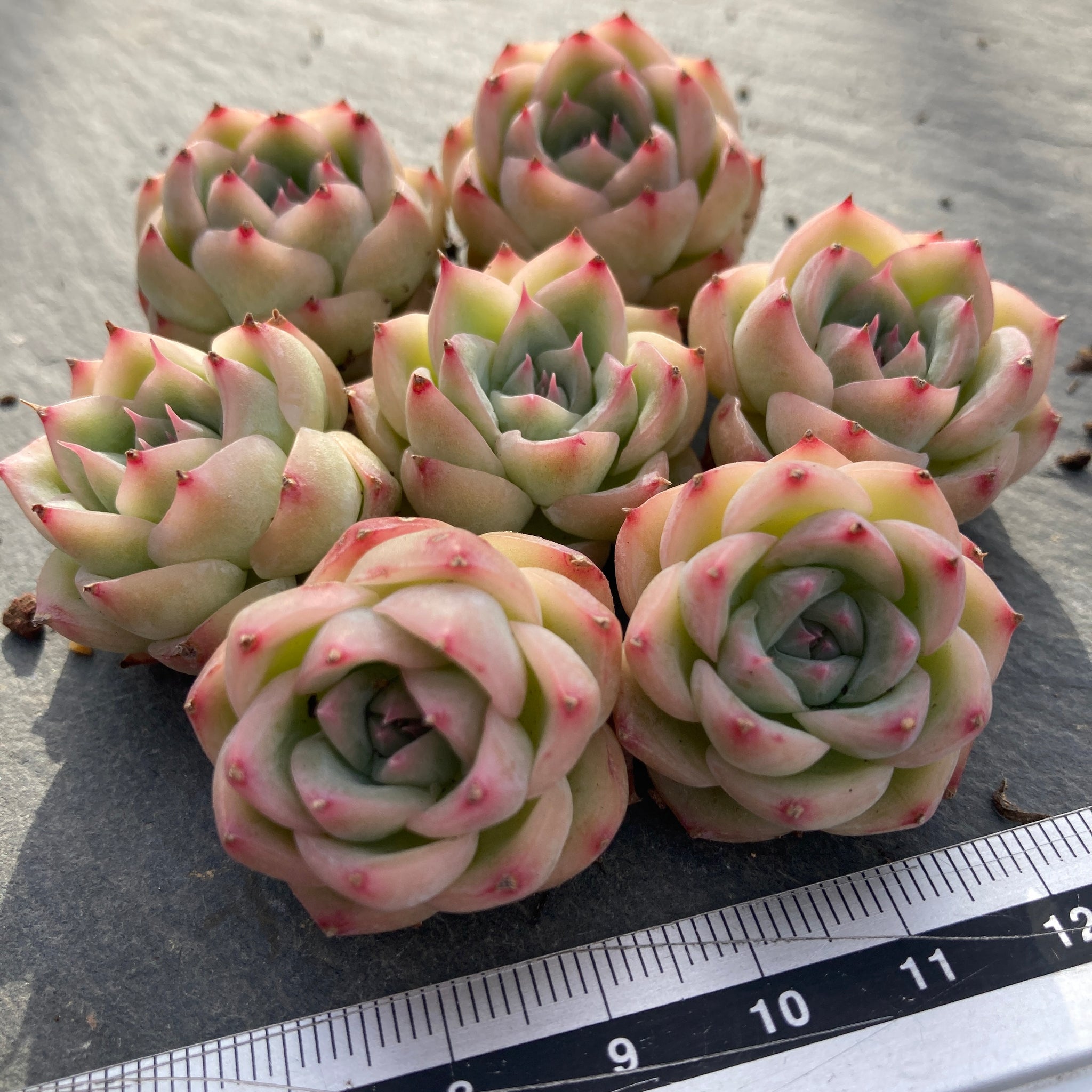 多肉植物　スターファイヤー　カット苗　大苗　✤花芽沢山✤速達 多肉植物 スターファイヤー カット苗の通販 by 愛mi♡na咲 M∞T｜ラクマ