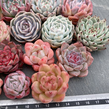 画像をギャラリービューアに読み込む, クリスマスセット16種苗(小さめ).6
